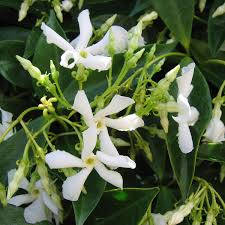 Image result for Aspilia natalensis