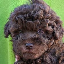Check spelling or type a new query. Izzie S Miniature Australian Labradoodle Puppies