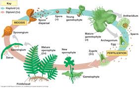 Http Www Esu Edu Milewski Intro Biol Two Lab 2 Moss Ferns Images 29 13fernlifecycle 3 L Jpg Fern Life Cycle Biology Plants Teaching Plants