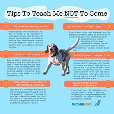 We did not find results for: 6 Ways To Teach A Dog Not To Come When Called