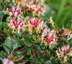 Buy henry's climbing honeysuckle plants online by mail order at ashridge nurseries. Immergrunes Geissblatt Kaufen Garten Von Ehren Qualitat Seit 1865 Garten Von Ehren