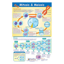 19 language handbook worksheets answer key grade 10 image inspirations. Mitosis And Meiosis Poster Newpath Learning