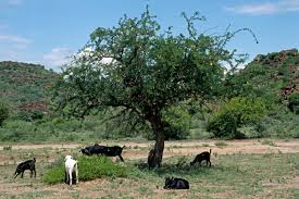 Image result for Albizia anthelmintica