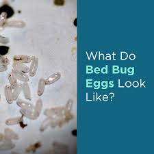 Image result for bed bugs eggs