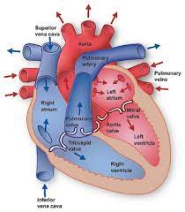Human Heart Diagram Detailed Human Heart Diagram Detailed Anatomi Dan Fisiologi Keperawatan Belajar