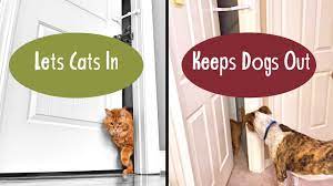 The lid easily folds open so you can. How To Keep Dog Out Of Litter Box Door Buddy