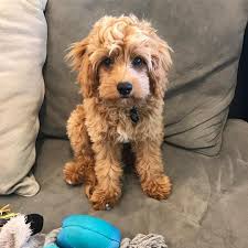 Black And Tan Full Grown Cavapoo Puppies Pin On Hair Styles