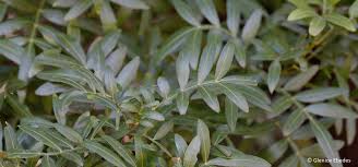 Image result for Loxostylis alata