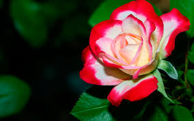 Image result for images of rose hd