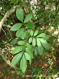 Image result for Tricalysia pallens