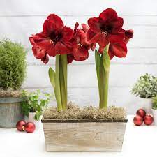 Grow Your Own Fresh Flowers This Winter Get Guaranteed Success With A Kit That Includes Two Jumbo Amaryllis Bulbs Amaryllis Bulbs Bulb Flowers Red Amaryllis