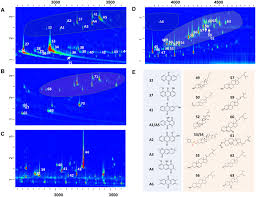 Image result for Euclasta condylotricha