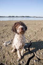 Lagotto romagnolo puppies for sale australia. Lagotto Romagnolo Dogs Breed Information Omlet
