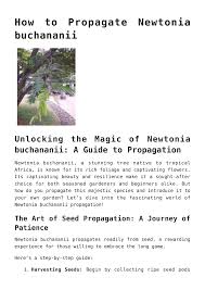 Image result for Newtonia buchananii