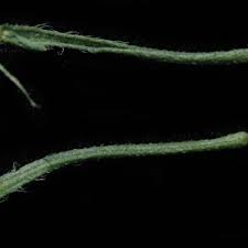 Image result for Nidorella resedifolia