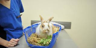 Rabbits love to eat and particularly enjoy eating fresh vegetables and fruits. Do S And Don T Of Rabbit Feeding Wikipet