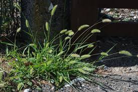 Image result for Setaria viridis