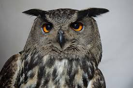 Hd Wallpaper Closeup Photo Of Gray Owl Hedwig Harry Potter Eagle Owl Bird Wallpaper Flare Feel free to send us your own wallpaper and we will consider adding it to appropriate category. hd wallpaper closeup photo of gray owl