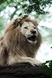 Lions For Sale