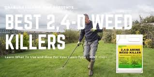 Contact your local lawn doctor for lawn weed control. Can I Spray 2 4 D On Lawn What Weeds It Kills Mixing Ratio Cg Lawn