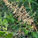 Image result for Sporobolus stapfianus