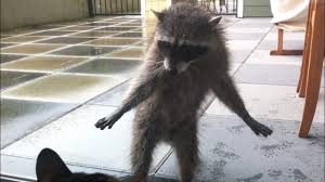 Raccoons are natives of north and south america; Cats Encounter With A Raccoon Youtube