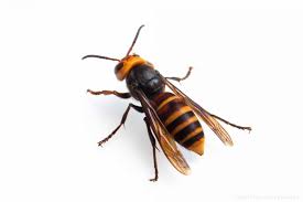 昆虫写真図鑑 ムシミル