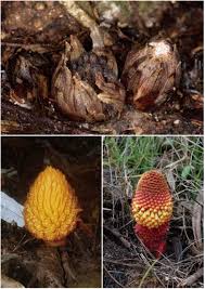 Image result for Pilostyles aethiopica