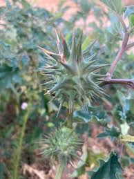 Image result for Datura ferox