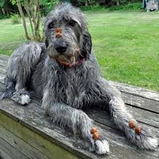 The energetic side of the poodle may provide a nice balance as they bring a fair bit of energy into the mix. Irish Wolfhound Poodle Mix Off 77 Www Usushimd Com