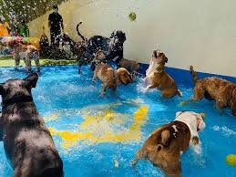 We offer dog daycare & boarding in columbia! Dubai Expo 2020 All You Need To Know About Day Care Centres For Pets Near The Site Expo2020 Visit The Expo Gulf News