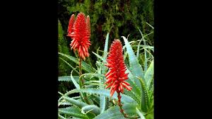 The leaves of the aloe grow visibly from the center of the plant, the new agave leaves grow in the outer area under older specimens. 11 Tips To Grow Flower In Aloe Vera For Eng Use Cc Button Best Tips And Tricks Youtube