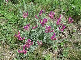 Image result for Dichilus reflexus