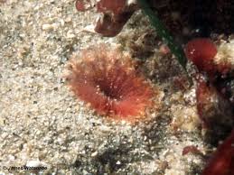 Image result for Erythrococca polyandra