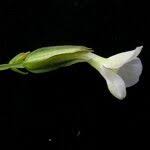 Image result for Canscora alata