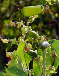 Image result for Crotalaria semperflorens