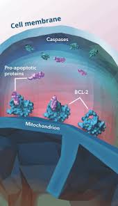 Image result for BCL2 Inhibitor