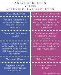 Difference Between Axial And Appendicular Skeleton Pediaa Com Human Anatomy And Physiology Medical Knowledge Biology Notes