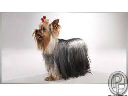 Yorkshire Terrier Puppies For Sale In India In Mumbai Maharashtra India In Pet Animals And Yorkshire Terrier Puppies Yorkshire Terrier Dog Yorkshire Terrier