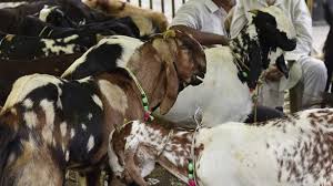 Followers of islam traditionally kill animals such as sheep, cows, goats and. Eid Ul Adha Rates Fixed For Sacrificial Animals In Kashmir Free Press Kashmir