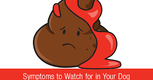 Image result for Blood in stool