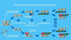 Erfüllung internationaler reisebestimmungen & bestätigung von antigentest ✓ bei online wunschtag und uhrzeit auswählen bestätigungsmail für ihren test erhalten. Polymerase Kettenreaktion Pcr Ablauf Und Anwendung Mit Video