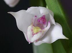 Image result for Polystachya melanantha