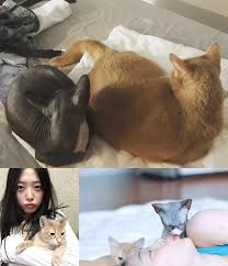 Kondisi hewan peliharaan yang mati terbakar pada kebakaran di pisangan baru iii, matraman, jakarta timur, kamis (25/3/2021). Diduga Unggah Foto Kucing Sulli Choiza Bikin Sakfok Juga Lepas Celana