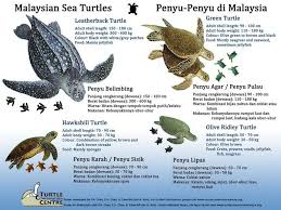 Turtles Leatherback Turtle Turtle Facts Baby Sea Turtles