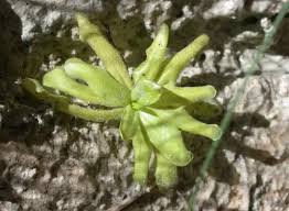 Image result for Disperis reichenbachiana