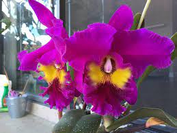 Wendy Wee Photos From Wendy Wee S Post In American Cattleya Orchid Beautiful Orchids Orchids