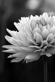 Black And White Plants Aesthetic An Elegant Monochrome Collection Of Plants Flowers Plants Black And White Aesthetic Gray Aesthetic