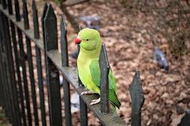 Check spelling or type a new query. Kensington Gardens Has Parakeets That Will Land On Your Hand Londonist