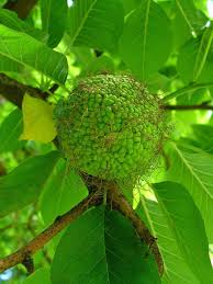 Maclura Pomifera Arbolapp Maclura Pomifera Fruit Garden Garden Plants